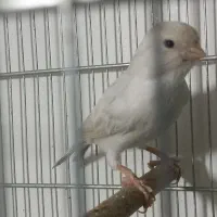 قناری ماده سیلور