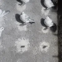 شامی پاکستانی بدون طوق