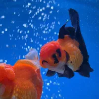 گلدفیش اوراندا