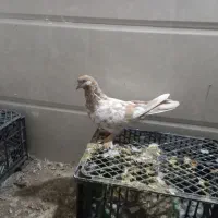 کبوتران پرشی|پرنده|ارومیه, |دیوار