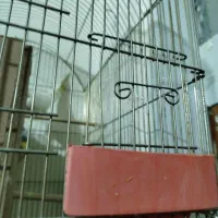 عروس هلندی|پرنده|اصفهان, شهید رجایی|دیوار