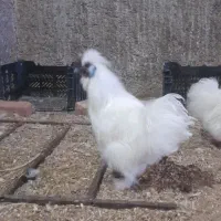 فروش جوجه تخم نطفه دار ابریشمی وارداتی|حیوانات مزرعه|گناباد, |دیوار