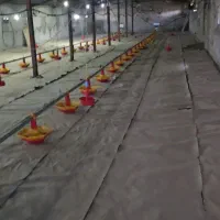 مزرعه پرورش بوقلمون واقع در استان البرز|فروش دفتر صنعتی، کشاورزی، تجاری|پلنگ آباد, |دیوار