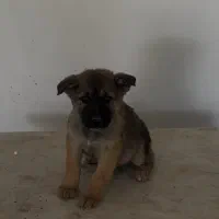 سگ مالینویز