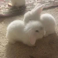 خرگوش لوپ سوپرفلت اوکراینی، مرغ عشق