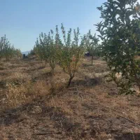 فروش باغ ۴جریب واقع درمنطقه وردشت فتح آباد سمیرم|فروش خانه و ویلا|وردشت, |دیوار