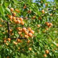 خرید نهـال سیــب گرانــی اســمیت پرداخت در محل|خدمات باغبانی و درختکاری|رشت, منظریه|دیوار