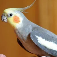 یک جفت عروس هلندی. سخن گو