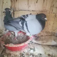 کبوتر|پرنده|مراغه, |دیوار