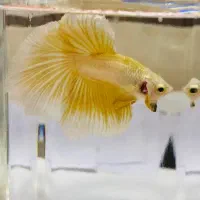فایتر Betta