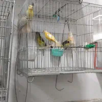 ۸ عدد جوجه قناری درجه یک کله ماری