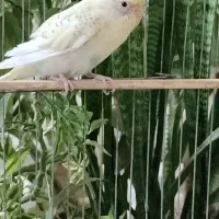 مرغ عشق