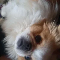 واگذاری سگ پیکینیز|سگ|فارسان, |دیوار