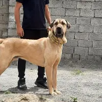 سگ عراقی نر ..|سگ|خوی, |دیوار