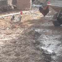 سوسنگرد