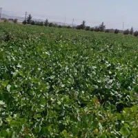 نهال پسته ایساتیس|خدمات باغبانی و درختکاری|مهریز, |دیوار