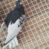 همه رنگ کفتر نرو ماده. سینه سبز  کله سرخ|پرنده|شیراز, عادل آباد|دیوار