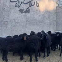 بره ماده قره قزل و قزل افشاری