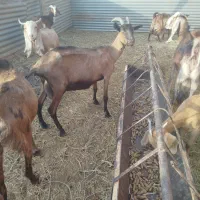 انواع بز شیری درجه یک