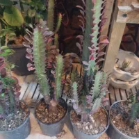 گل زیبا|گل و گیاه طبیعی|شاهرود, |دیوار