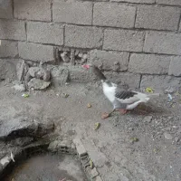 غاز نر جوانه|حیوانات مزرعه|رامیان, |دیوار