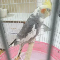 عروس هلندی دستی و سخنگو|پرنده|فردوس (خراسان), |دیوار