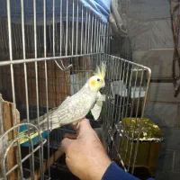 جوجه عروس هلندی|پرنده|تهران, شهرک رضویه|دیوار