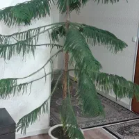 دو عدد با گلدان سنگی