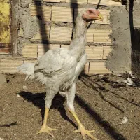 خروس لاری|حیوانات مزرعه|مهریز, |دیوار