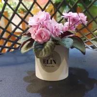 بنفشه آفریقایی|گل و گیاه طبیعی|رشت, دیلمان|دیوار