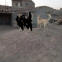 ماده سگ|سگ|آشخانه, |دیوار