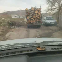 خریدار همه نوع درخت