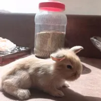 خرگوش لوپ اصل