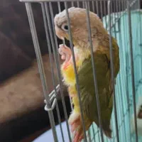 گرینچیک|پرنده|ری, علایین|دیوار