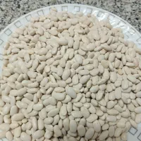 لوبیا سفید