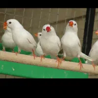 فنج سفید و آهویی