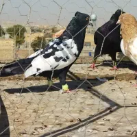 گمشده|پرنده|قوچان, |دیوار