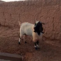 نربز چاق هیکلی