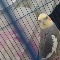 فروش عروس هلندی نر سخنگو