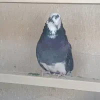 کبوتر|پرنده|محمدشهر, محمدشهر|دیوار