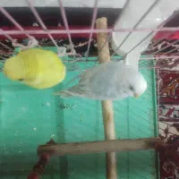 طوطی ، مرغ عشق|پرنده|کرج, برغان|دیوار