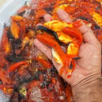 ماهی قرمز حدود ۳ بند