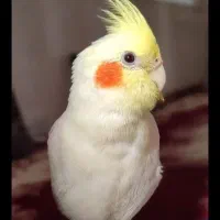 عروس هلندی گمشده