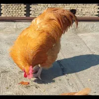 تخم مرغ نطفه دار|حیوانات مزرعه|اهواز, شهرک برق|دیوار