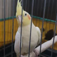 عروس هلندی لوتینو ماده