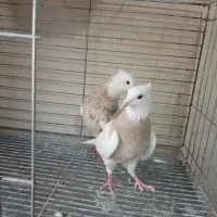 کبوتر