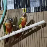 گرینچیک فوق دستی به شرط سخنگو رام نر و ماده|پرنده|خمینی‌شهر, |دیوار