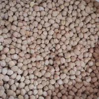 نخود درجه یک تازه ودیم