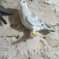 سلام به همه عشقبازان چهار تا حیون بشرط|پرنده|رشتخوار, |دیوار