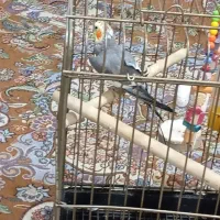 دو عدد عروس هلندی|پرنده|قرچک, باقرآباد|دیوار